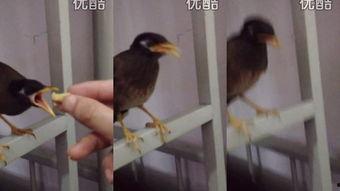 儋州八哥搞笑视频,笑料百出,欢乐无限