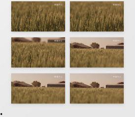 麦浪的家庭背景,出身寒门,逆袭人生